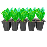 TrustBasket 10 cavity Seedling cup (pack of 10)