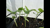 Bottle gourd long seeds (Hybrid)