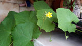 Bottle gourd long seeds (Hybrid)
