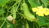 Bottle gourd long seeds (Hybrid)