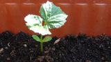 Bitter gourd seeds (Hybrid)