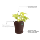 Money plant and Syngonium with Attractive Self Watering Pot (Assorted color pot)