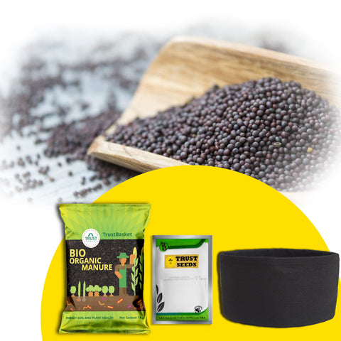 Best Vegetable & Gardening Kit in India - TrustBasket Micro greens Kit (Mustard)