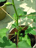 Bhindi seeds-Hybrid