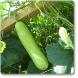 Bottle gourd long seeds (Hybrid)