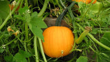 Pumpkin seeds (Hybrid)