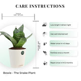 Snake plant and Peace lily with Attractive Self Watering Pot (Assorted color pot)