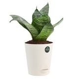 Snake plant and Spider plant with Attractive Self Watering Pot (Assorted color pot)