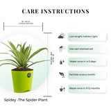 Snake plant and Spider plant with Attractive Self Watering Pot (Assorted color pot)