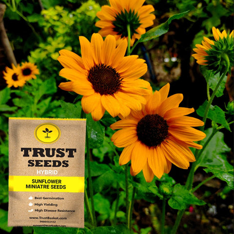 Gardening Products Under 599 - Sun flower miniatre seeds (Hybrid)