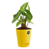 Money plant and Syngonium with Attractive Self Watering Pot (Assorted color pot)