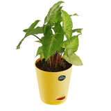 Spider plant and Syngonium with Attractive Self Watering Pot (Assorted color pot)