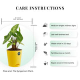 Spider plant and Syngonium with Attractive Self Watering Pot (Assorted color pot)