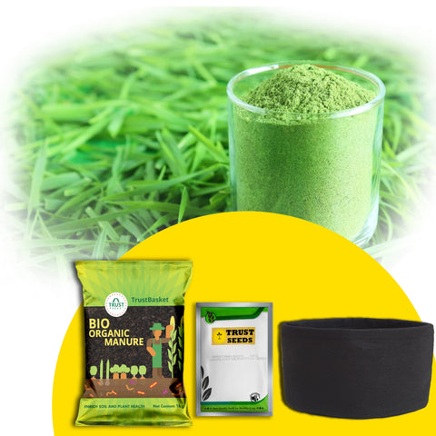 Best Vegetable & Gardening Kit in India - TrustBasket Micro greens Kit (Wheat grass)