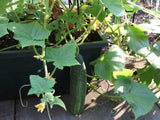 Cucumber green seeds (Hybrid)