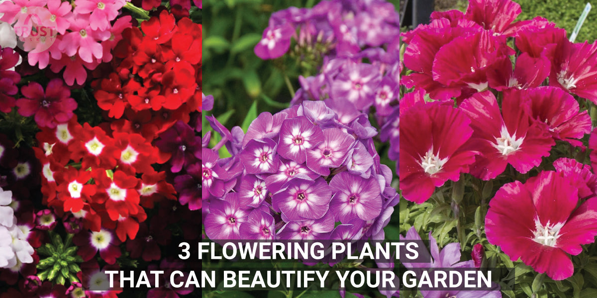 3 Flowering Plants that can Beautify your Garden