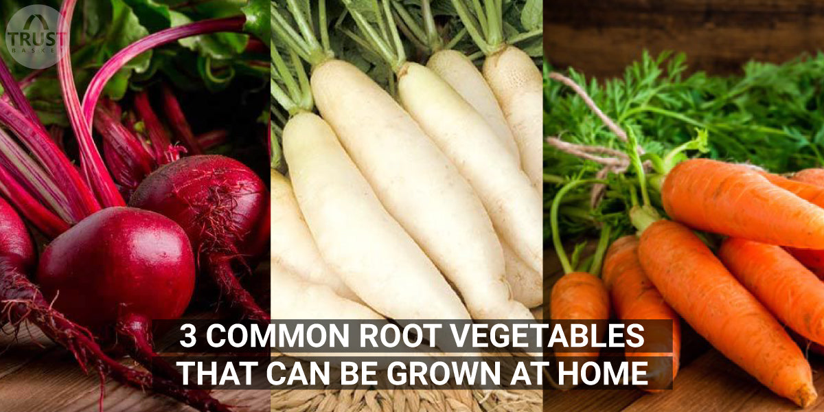 3 Common Root Vegetables that can be Grown at Home