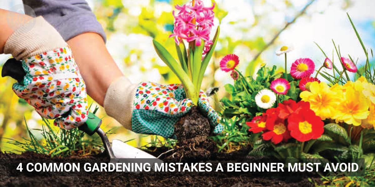 4 Common Gardening Mistakes a beginner must avoid