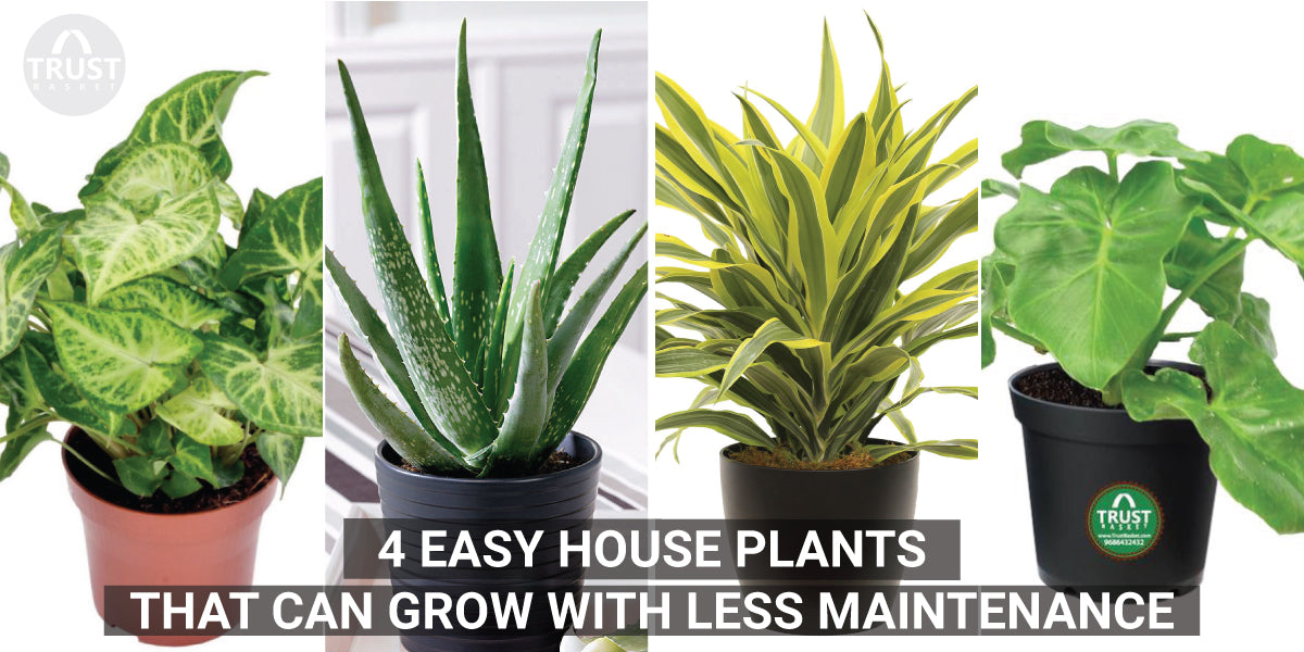 4 Easy House Plants that can Grow with Less maintenance