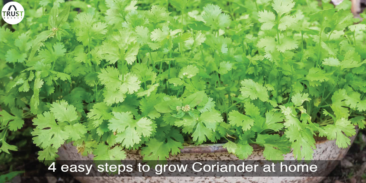 4 easy steps to grow Coriander at home