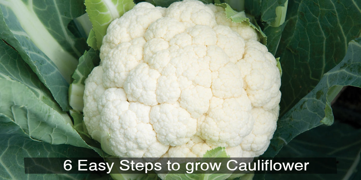 6 Easy Steps to grow Cauliflower at home in pots.