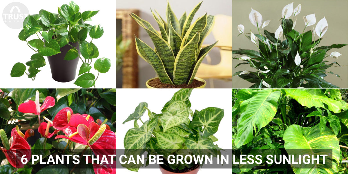 6 Plants that can be grown in less sunlight