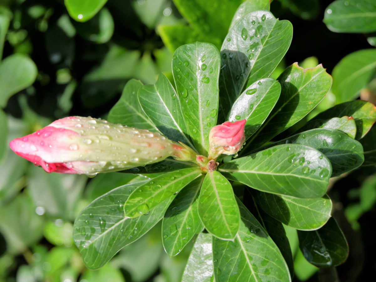 Adenium Growing & Caring Tips- Add the Desert Rose to Your Life with These Easy Steps