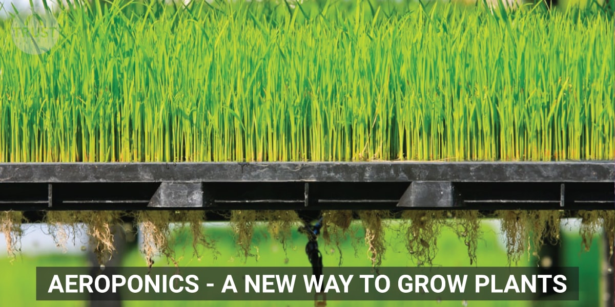 Aeroponics - A new way to grow plants