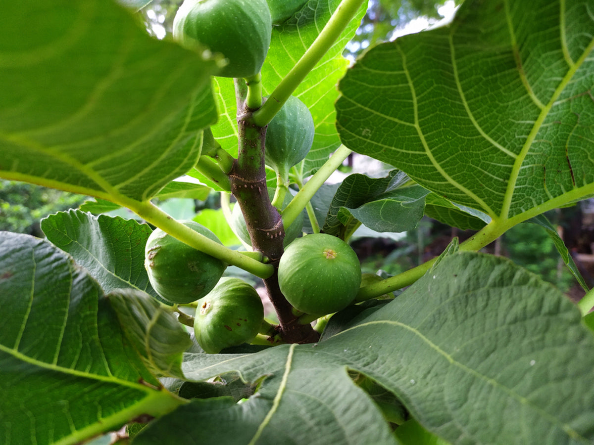 How to Grow Anjeer Fig Tree: Benefits, Uses & Care Tips – TrustBasket