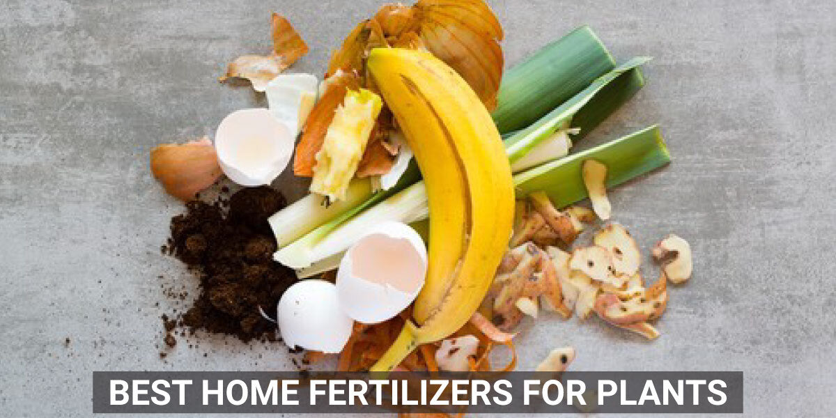 Best Homemade Plant Fertilizers for Your Plants