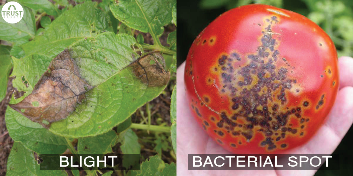 How to save your plants from Blight and Bacterial Spot?