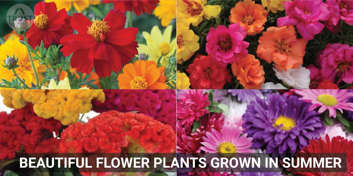 Beautiful Flower Plants grown in Summer