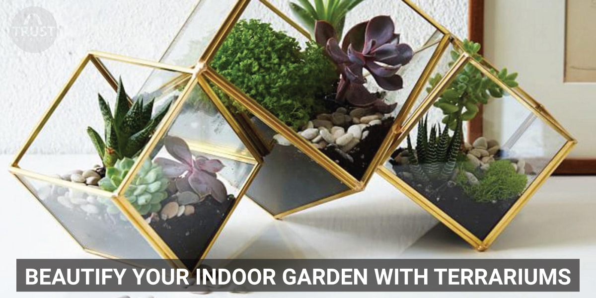 Beautify your indoor garden with Terrariums