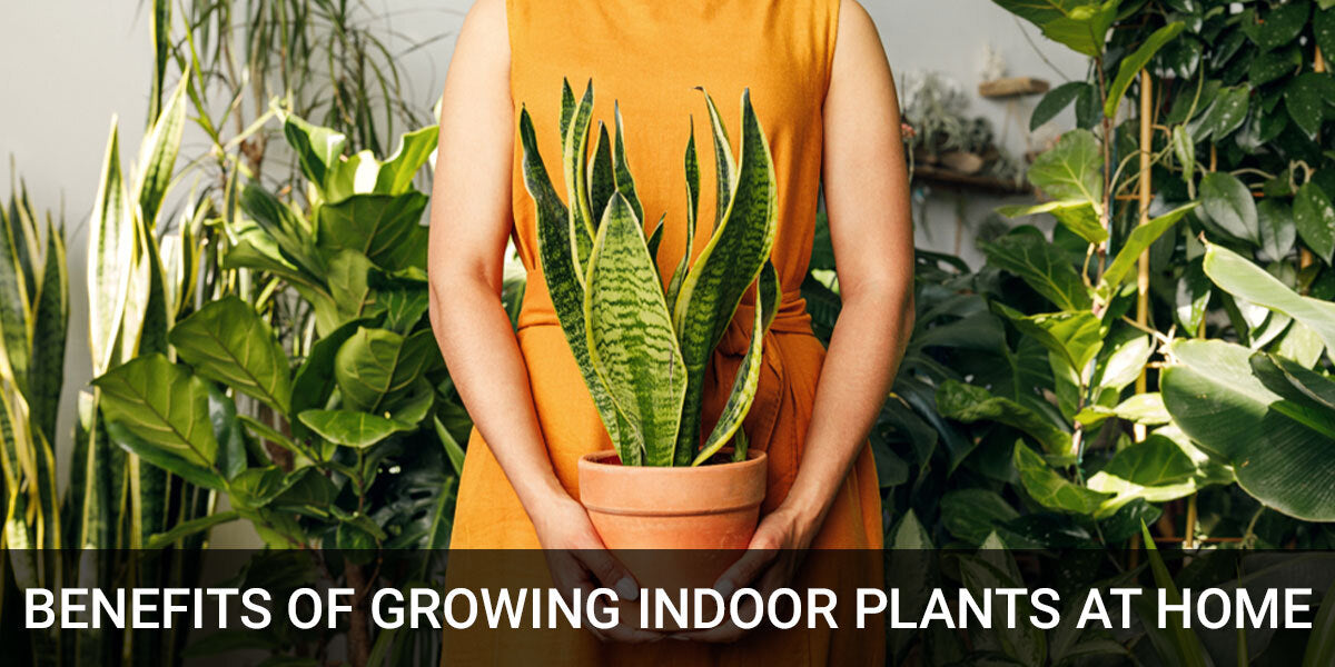 Benefits of Growing Indoor Plants at Home | Air Purifying | Low Maintenance | Low light