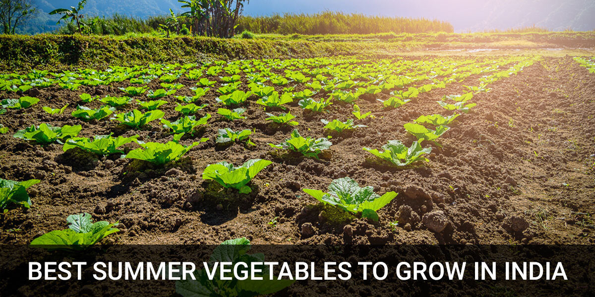 13 Best Summer Vegetables to Grow in India