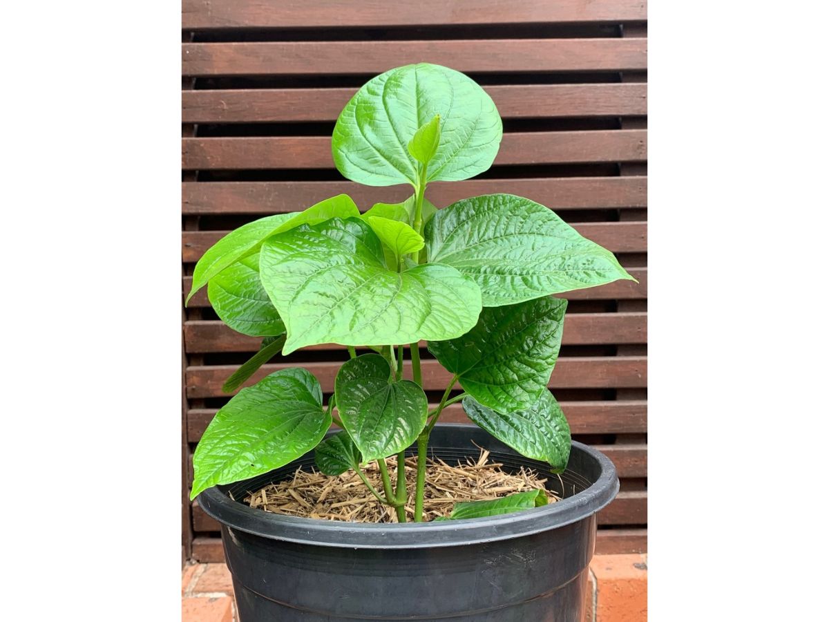 Betel Leaf Plant Facts & How To Grow Paan Plant at Home in India?