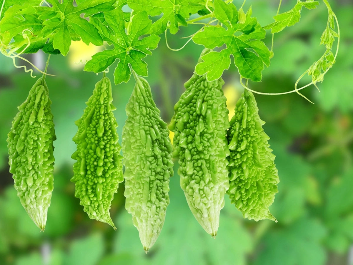 How to Grow Karela Bitter Gourd: Facts, Benefits, Expert Care Tips & Tricks