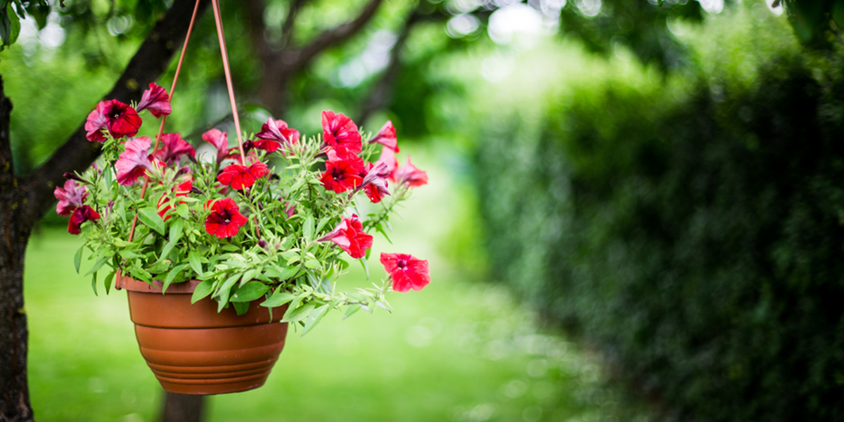 How to Setup Hanging Flower Pots?