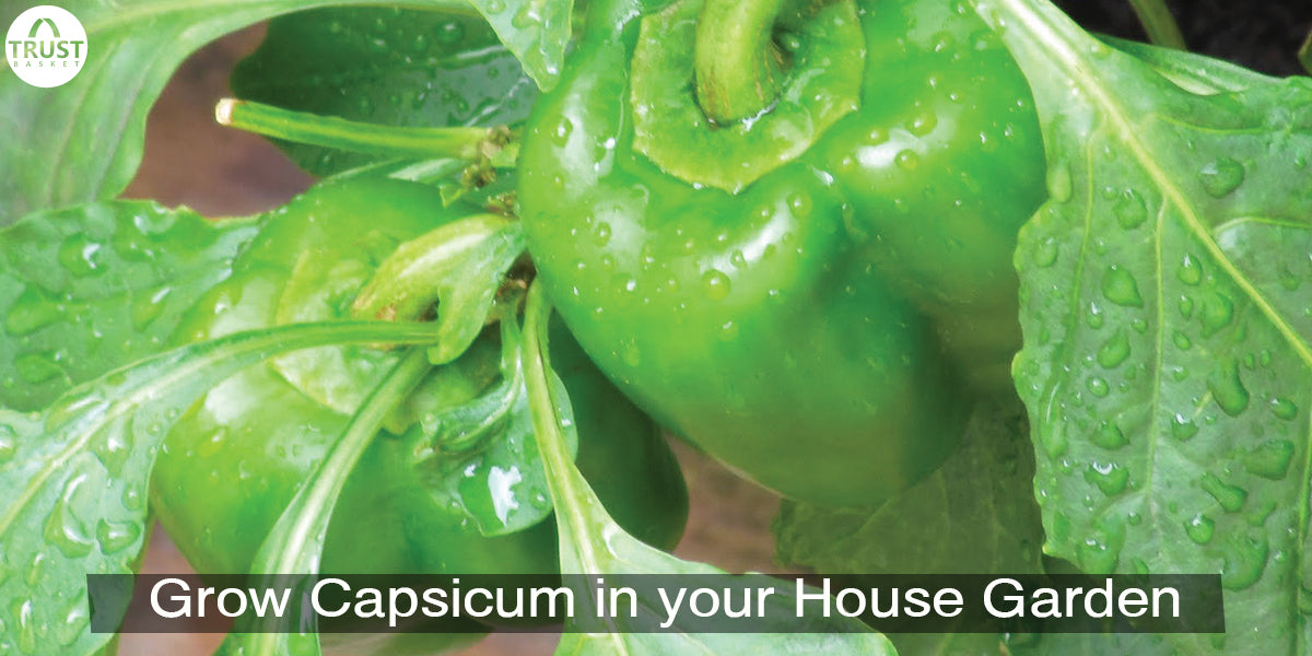 How to grow capsicum from seeds