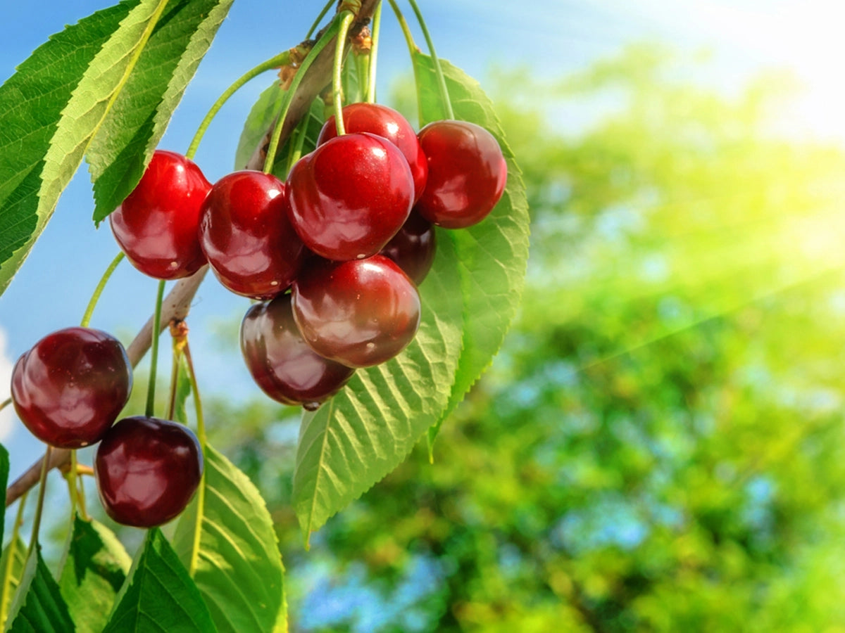How to grow cherry at home easily?