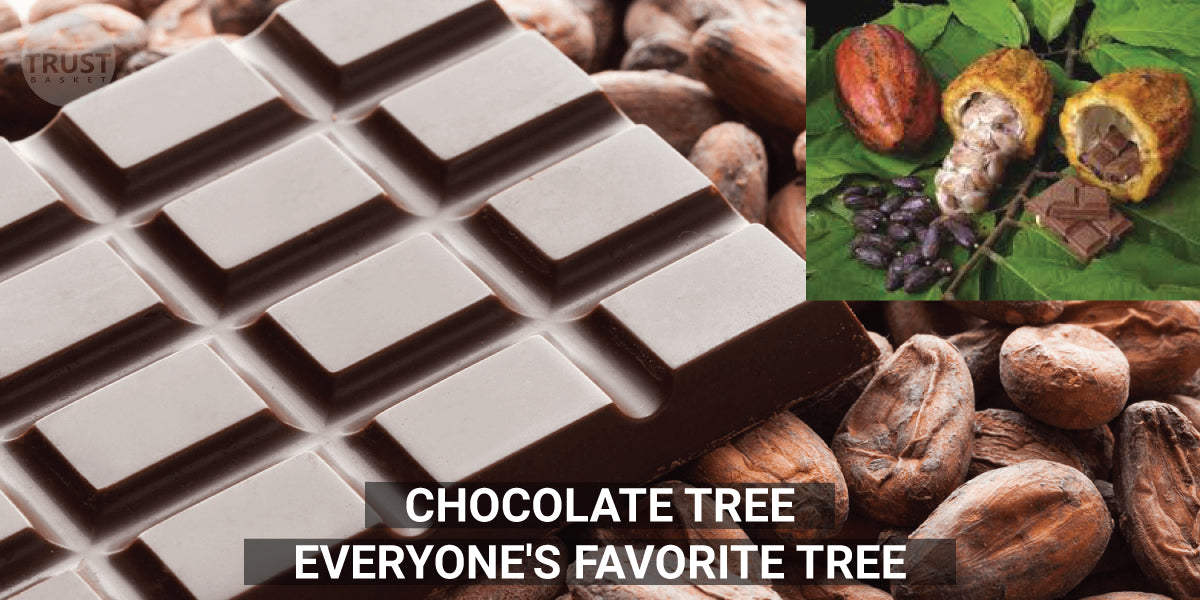 Chocolate Tree - Everyone's Favorite Tree