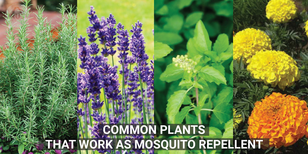 Common Plants that work as Mosquito Repellent