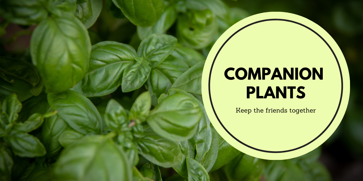 Companion planting - Keep the Friends together