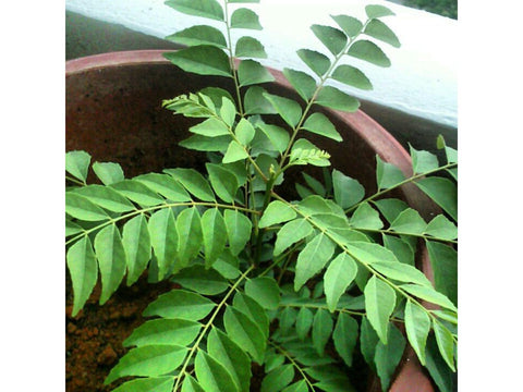 Curry Leaf Plant (Kadi Patta) - Facts, Benefits, Care & How To Grow   TrustBasket