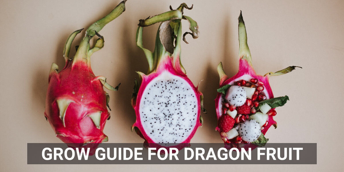 Grow Guide for Dragon Fruit