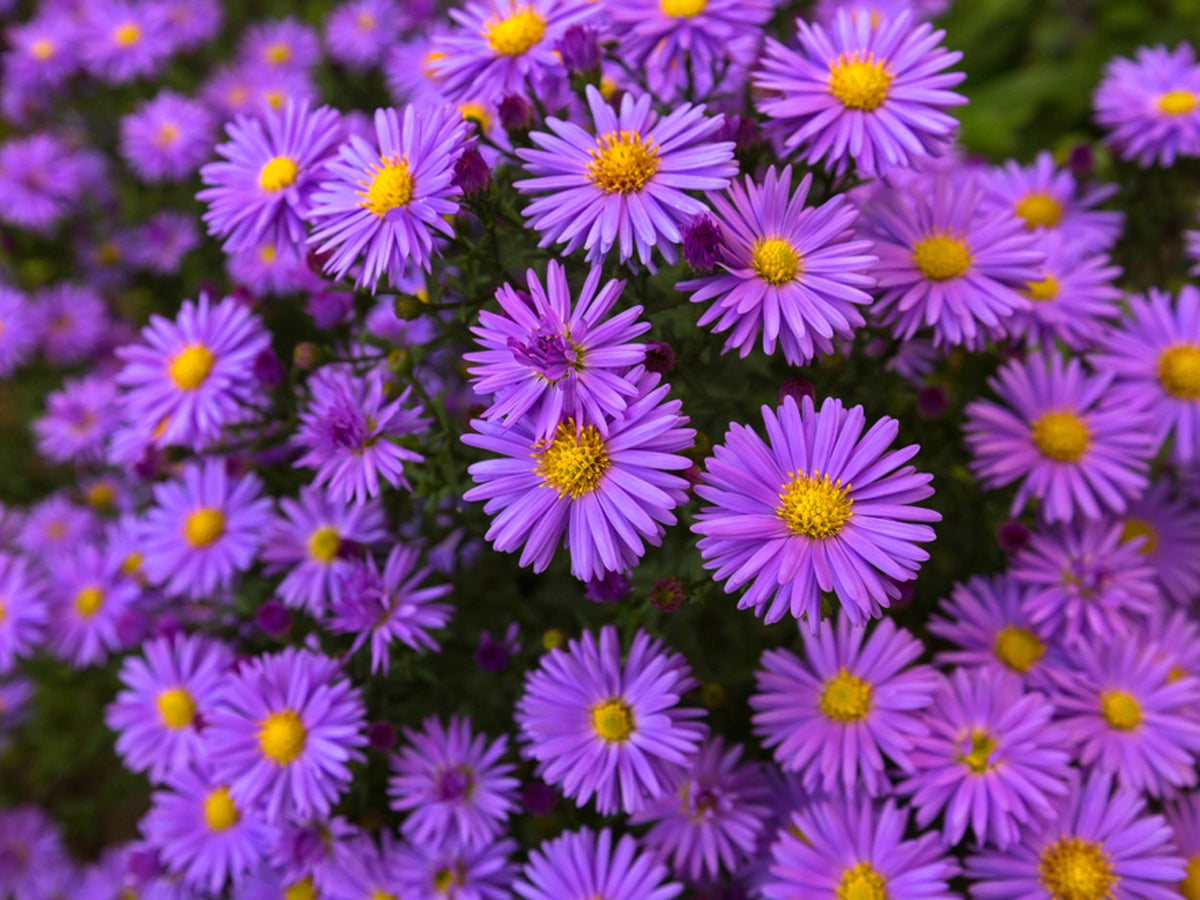 Growing Daisies Made Easy: Follow Our Step-by-Step Guide and Care