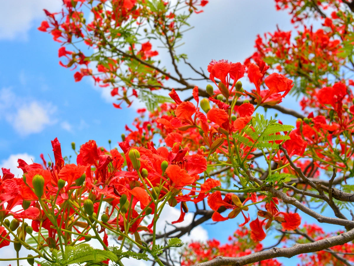 Add A Splash of Gorgeousness by Growing Gulmohar in Your Garden