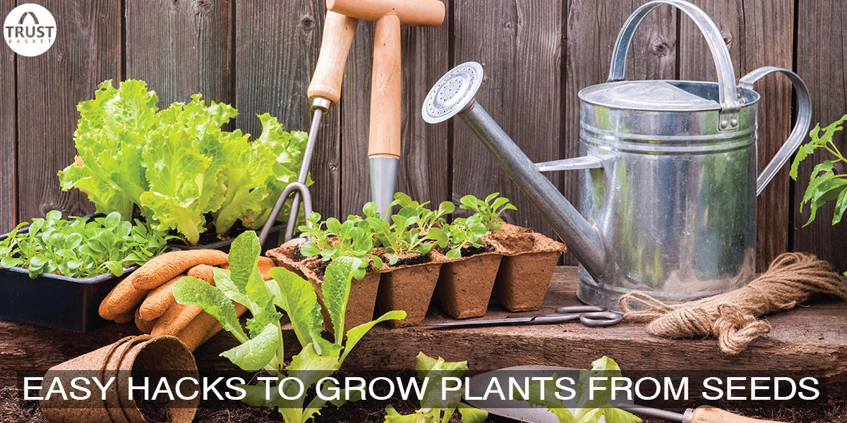 9 Super easy hacks to germinate seeds that really work