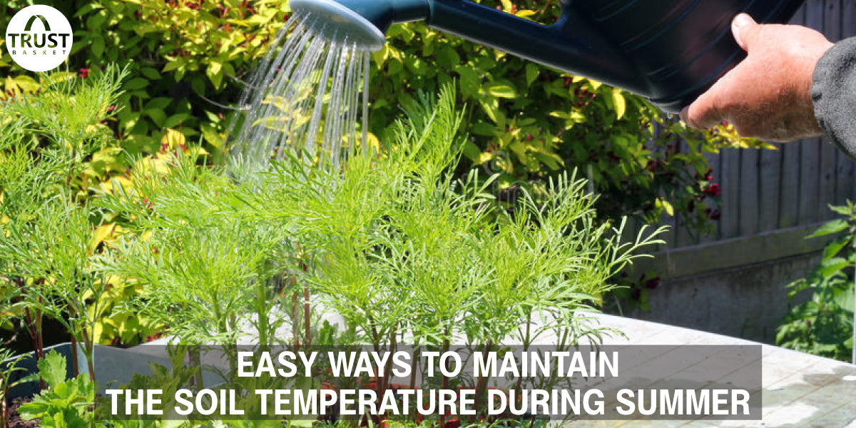 Easy ways to maintain the soil temperature during summer