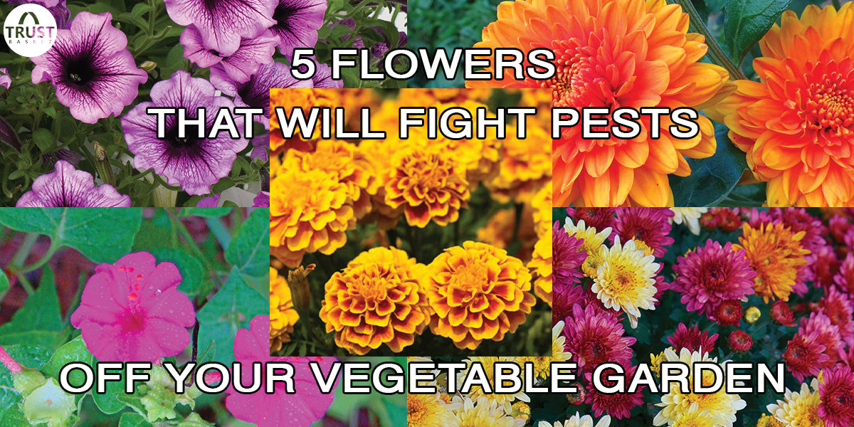 5 Easy Growing flowers and also fight pests off your vegetable garden!!!!!